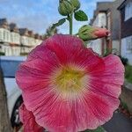 Alcea roseaFlower