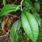 Miconia pterocaulon 葉