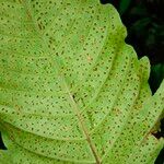 Tectaria trifoliata Цвят
