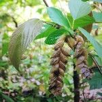 Flemingia strobilifera Blüte