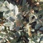 Atriplex glauca Foglia