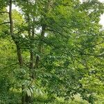 Diospyros japonica Hábito