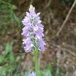 Dactylorhiza maculata Fiore