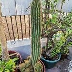 Carnegiea gigantea Plante entière