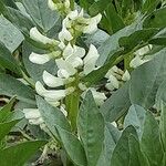 Vicia faba Flower