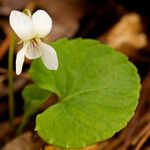 Viola renifolia Habitatea