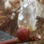 Salix caprea Fleur