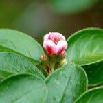 Cotoneaster divaricatus Flower