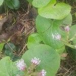 Petasites pyrenaicus Blatt