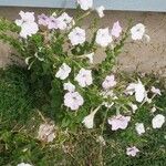 Petunia × atkinsiana Lapas