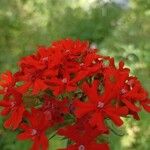 Silene chalcedonica Квітка