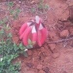 Hydnora abyssinica Blüte