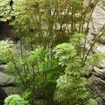 Limnophila heterophylla Характер