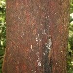 Pouteria venosa 树皮