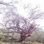 Spondias tuberosa 树皮
