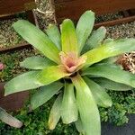 Neoregelia carolinae Листок