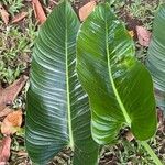 Philodendron davidsonii Blad