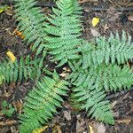 Polystichum braunii Hábitos