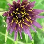 Tragopogon porrifolius 花