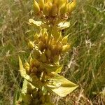 Gentiana lutea Плод