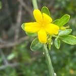 Jasminum fruticans Flor