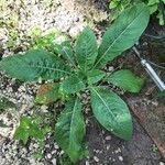 Oenothera biennis Leaf