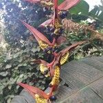 Heliconia rostrataFruct