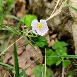 Oxalis acetosellaBlomst