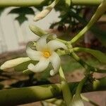 Carica papaya Flower