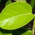 Ficus cotinifolia Leaf