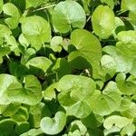 Dichondra carolinensis Feuille