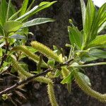 Salix longiflora Yeri