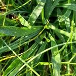 Armeria alpina Leaf