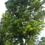 Syzygium aromaticum Облик