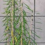 Melaleuca alternifolia Yaprak