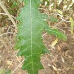 Acanthus arboreus Folio