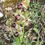 Ophrys sphegodes Květ