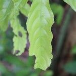 Leea guineensis Leaf