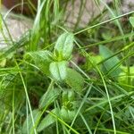 Cerastium fontanum ᱥᱟᱠᱟᱢ