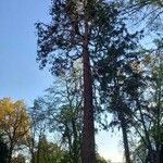 Sequoiadendron giganteum Hábito