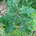 Quercus macrocarpa Blatt