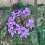Epidendrum ibaguense Virág