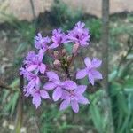 Epidendrum ibaguense Flower