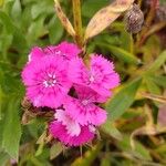 Dianthus chinensisKvet