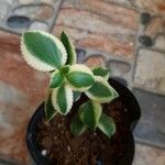 Crassula sarmentosa Leaf