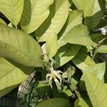 Magnolia champaca Bloem