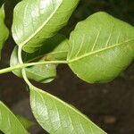 Bursera grandifolia Лист