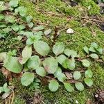 Veronica officinalisLeaf