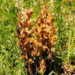 Orobanche lutea Habitus