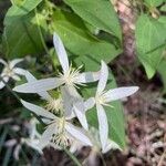 Clematis pubescens Lorea